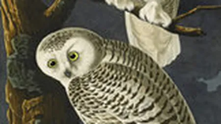 Cea mai scumpa carte din lume s-a vandut marti cu peste 11 mil. dolari