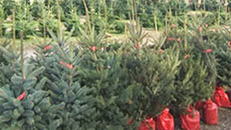 O afacere cu potential: Vanzarile de brazi de Craciun in ghiveci s-au dublat in 2010