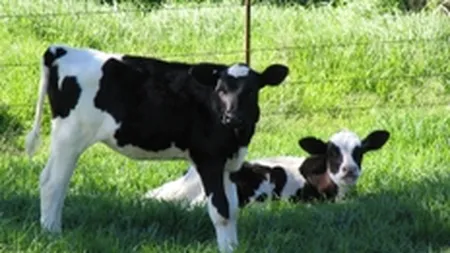 Divizia de bovine a grupului Ana si Cornel vrea afaceri de peste 15 mil. lei in 2010