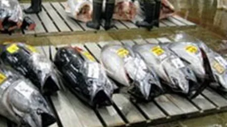 Un ton de peste 340 kg s-a vandut la pretul record de 400.000$