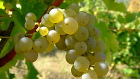 Via de la Dragasani a guvernatorului BNR, calcata de hoti. Afla ce s-a furat