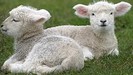 Tabara: De Pasti vom manca miei din Romania