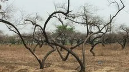 China aloca 1 mld. dolari pentru combaterea secetei