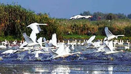 Autorii planului de marketing al Romaniei: Daca nu aveti ce face cu Delta, inchiriati-o americanilor