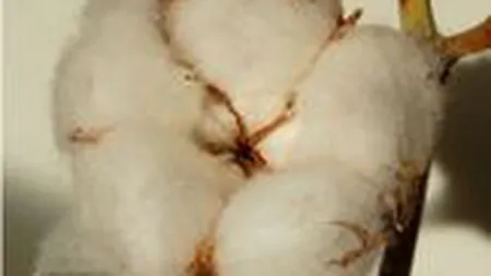 Analisti: Pretul bumbacului a crescut cu 40% de la inceputul anului. Urmeaza scumpiri la haine