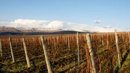 Producatorul de vinuri Lacerta intra pe piata locala cu o investitie de 6 mil. euro