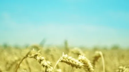 Pretul graului a scazut in februarie la bursa din Chicago, pentru prima oara in ultimele trei luni