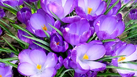 Vanzarile de flori online vor depasi 200.000 de euro intre 1 si 8 martie