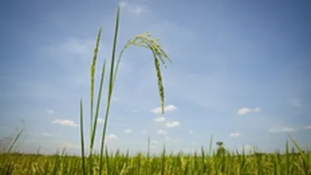 FMI: Preturile alimentelor ar putea ramane la niveluri ridicate record pentru mai mult timp