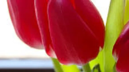 Amenzi de peste 70.000 euro pentru comert ilegal cu flori