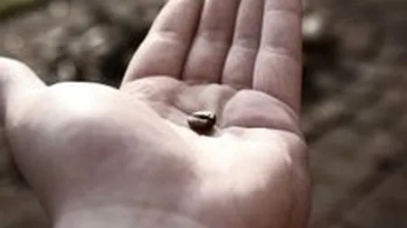 Om de afaceri din Dublin, socat ca un roman i-a refuzat oferta de job, preferand asistenta statului