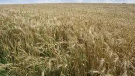 Productia agricola a crescut in 2010 la cereale si fructe si a scazut la cartofi si legume