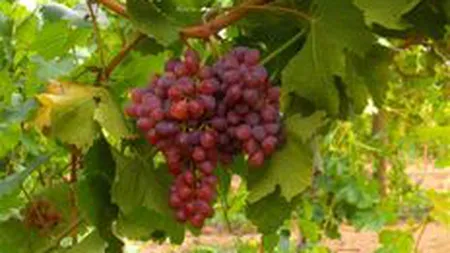 Podgoria Regala de la Murtfatlar are zilele numarate