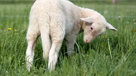 Romanii cumpara putina carne de miel