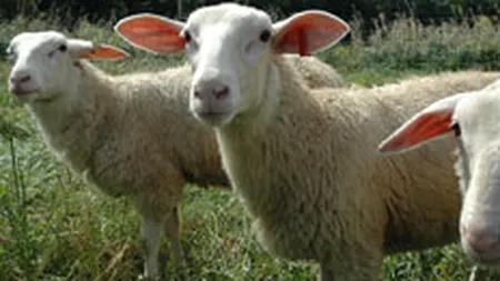 Criza bate traditia: Romanii inlocuiesc mielul de Paste cu puiul