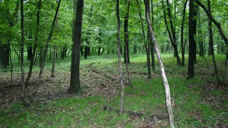 Harvard University, cel mai mare proprietar de paduri din Romania