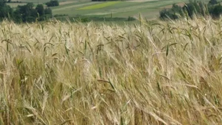 Ce face un dezvoltator rezidential cu 600 ha de teren in criza? Le-am inchiriat pentru agricultura