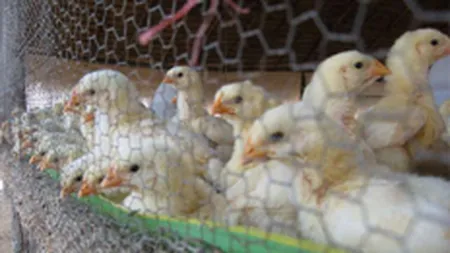 GolinHarris comunica pentru Transavia