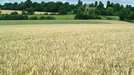 Tabara: Suprafata arabila a Romaniei a scazut in ultimii ani cu 1,2 milioane ha, la 8,2 milioane ha