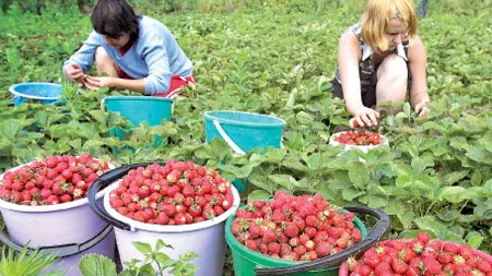 Spania a decis reintroducerea permiselor de munca pentru romani