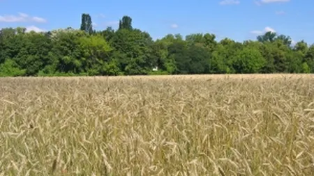 CE: Romania are un an agricol mai bun decat 2010 si peste media ultimilor cinci ani