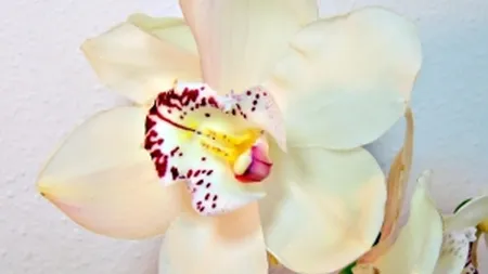 Afacerile FlorideLux.ro s-au dublat in primele 8 luni ale anului