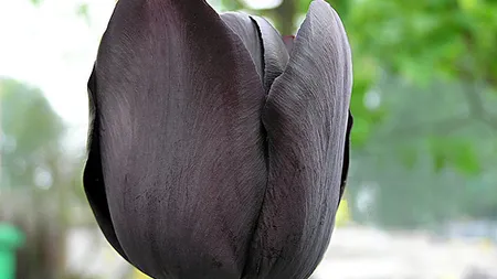 Operatiunea Laleaua Neagra ofileste business-urile florarilor. Vezi care sunt pagubele