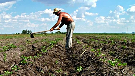 Intoarcerea taranilor. Profitul vine din pamant