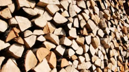 Volumul de lemn exploatat a crescut anul trecut cu 5%