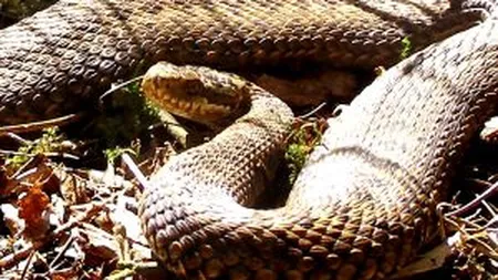 Romanul care are cea mai mare ferma de vipere din Romania scoate milioane de euro din venin