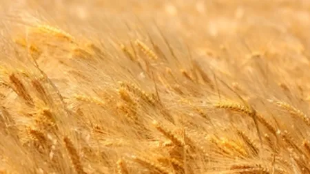 Dezamagit de incasarile din agricultura, Guvernul pregateste o rectificare bugetara negativa