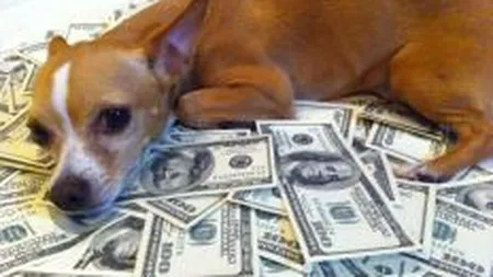 Animale cu milioane de dolari in cont: Care sunt cele mai bogate necuvantatoare din lume