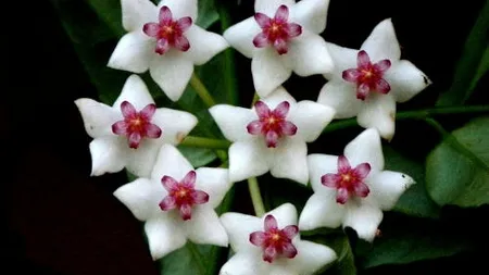 Cat cheltuiesc romanii pe flori de Martisor si 8 Martie