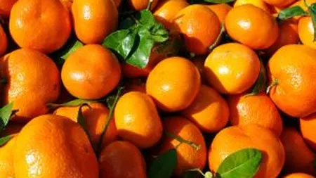 Captura record la Garda Financiara: 400 tone de legume si fructe