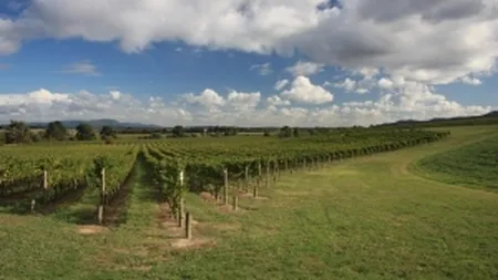 Podgoria vinde vinul? Ce ar castiga producatorii daca s-ar uni sub umbrela de branding