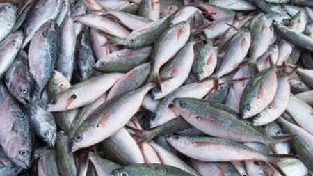 Protectia Consumatorilor a retras peste 120 kg de peste de la comercializare. Vezi de ce