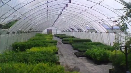 Ministerul Agriculturii va acorda compensatii de 1,9 mil. euro pentru serele si solariile distruse de zapada