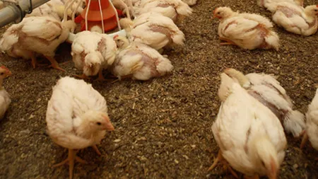 Transavia inaugureaza un nou complex avicol la Cristuru Secuiesc