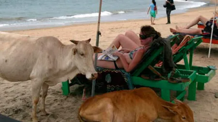 Vaci, sticla, cristale si avioane: Cum arata cele mai ciudate plaje din lume