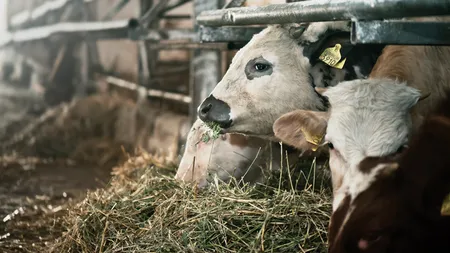 Pajo Holding construieste o fabrica de furaje cu 3,5 mil. euro