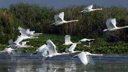 Vanatoarea in Delta Dunarii, interzisa. Care vor fi exceptiile?