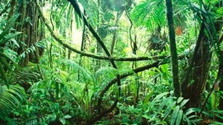 BNS: Luptele din jungla politica alunga investitorii