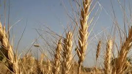 Romania a exportat de doua ori mai mult grau si porumb, in primele patru luni din 2012