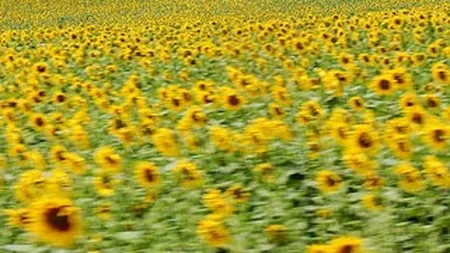 Cum vrea Guvernul sa ajute agricultura: TVA de 9% la produsele de baza