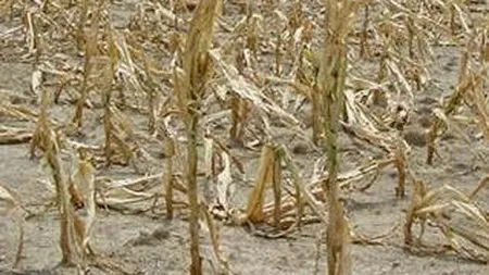 Producatorii agricoli solicita stare de urgenta din cauza secetei