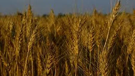 Ministrul Agriculturii: Urmeaza cresteri importante de pret la grau, porumb si floarea soarelui