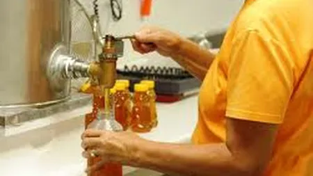 Productia de miere, redusa la jumatate din cauza secetei