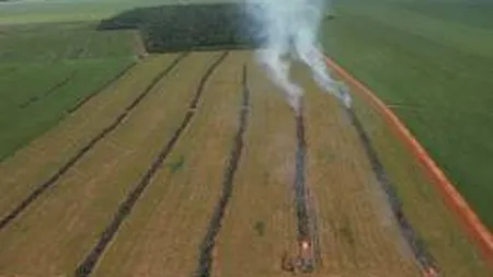 Romania, reper pentru productia de soia nemodificata genetic?