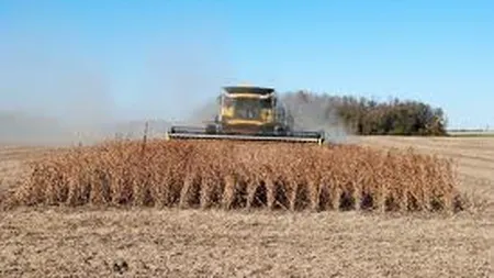 O companie din Serbia ar putea importa 15.000 de tone de soia din Romania