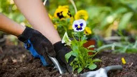 Cati bani ar cheltui romanii pentru amenajarea propriilor gradini